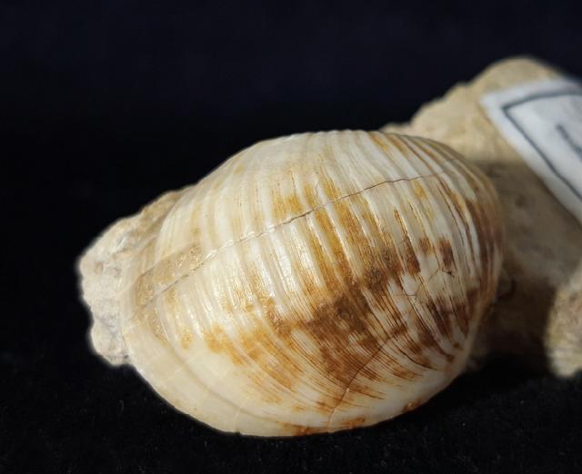 Otostoma retzii (NILSSON 1827) - Bild © FossNet FossilienStore